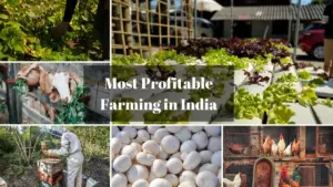 🌾Agriculture-Related Business Opportunities